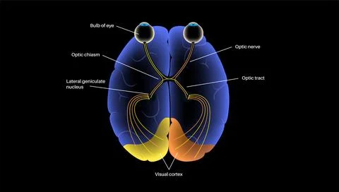 Optic nerve anatomy Stock Illustration
