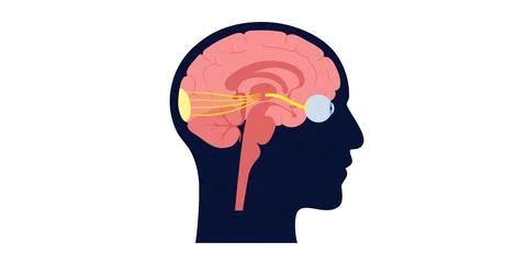 Optic nerve anatomy 스톡 일러스트