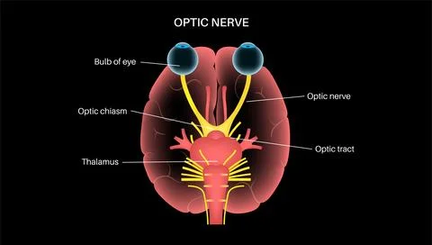 Optic nerve anatomy Illustrazione stock