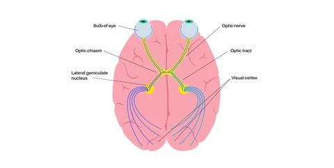 Optic nerve anatomy 스톡 일러스트