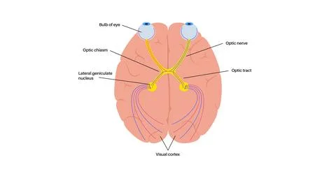 Optic nerve anatomy Illustrazione stock