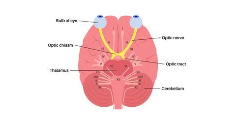 Optic nerve anatomy Stock Illustration