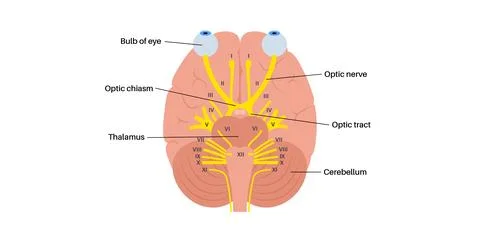 Optic nerve anatomy Stock Illustration