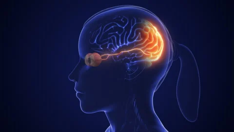 The optic nerve and its visual connection with the brain Stock Footage 280532543