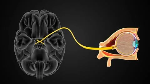 The Optic nerve (CN II) connects the back of the eyeball to the brain Illustration