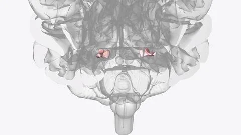 The optic tract is a large bundle of nerve fibers of the visual pathway Stock Photos