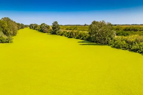Optical effect of green algae on river Stock Photos