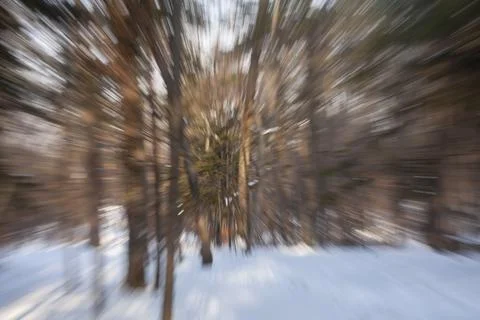 The optical effect of movement in a forest area Stock Photos