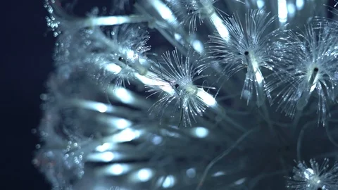 Optical fiber light; slow motion background Video stock 124723576