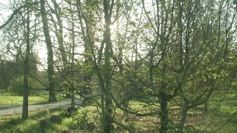 Optical flair in the park. Stock Footage 76215225