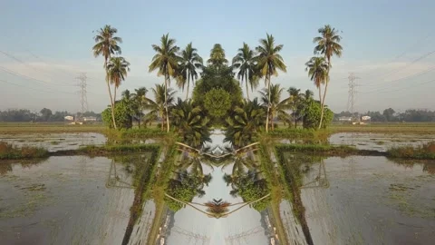 Optical illusion kaleidoscopic pattern of coconut trees in outdoor. Stock Footage 133439003
