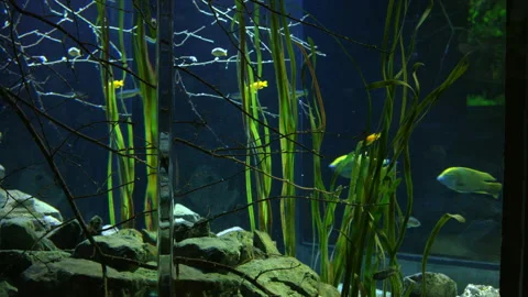 Optical Illusion of several small tropical fish swimming in an aquarium Stock Footage 238552864
