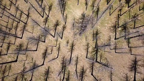 Optical illusion, trees look like shadows from town down at noon Stock Photos