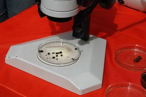 Optical microscope botanical seed observations Stock Photos