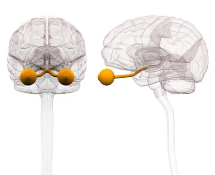 Optical Nerve Brain Anatomy - 3d illustration Stock-Illustration