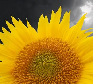 Optimism Stock Photos