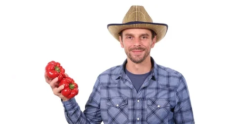 Optimistic Farmer Man Showing Thumb Up Sign Holding Red Peppers from Bio Garden Stock Footage 80068282