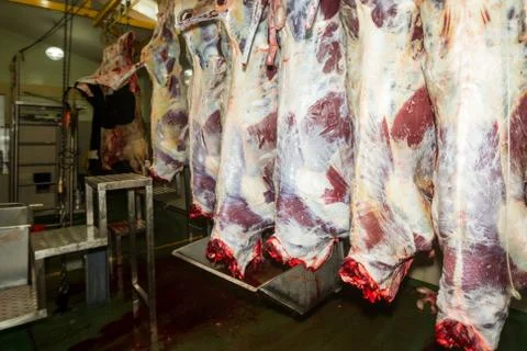 Optimize your SEO with this enhanced description: Discover a slaughterhouse's Stock Photos