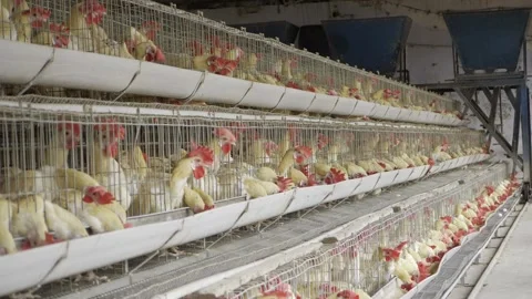 Optimized Chicken Farming - Efficient Egg Production in India Stock Footage 324035391