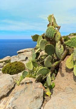 Opuntia between rocks Stock Photos