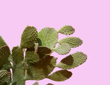 Opuntia cactus. Creative layout. Minimal style still life. Stock Photos