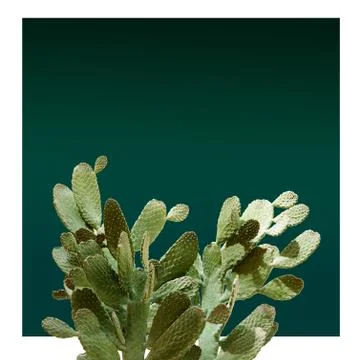Opuntia cactus. Creative layout. Minimal style still life. Stock Photos