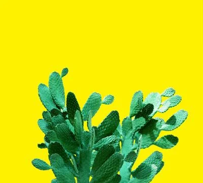 Opuntia cactus. Creative layout. Minimal style still life. Stock Photos