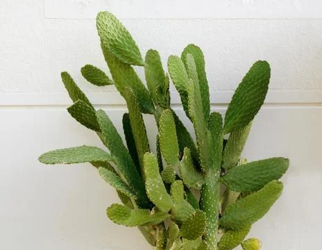 Opuntia cactus. Creative layout. Minimal style still life. Stock Photos