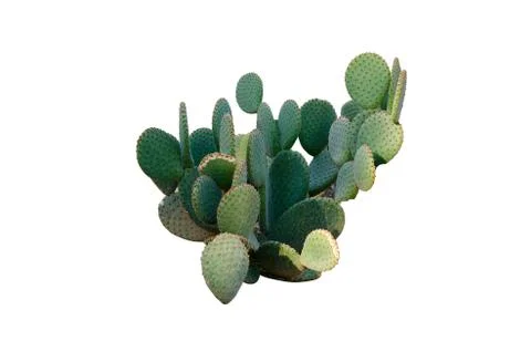 Opuntia cactus. Creative layout. Minimal style still life. Stock Photos