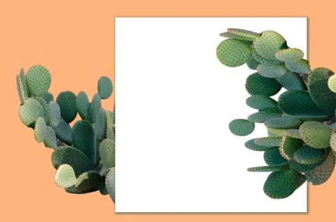 Opuntia cactus. Creative layout. Minimal style still life. Stock Photos