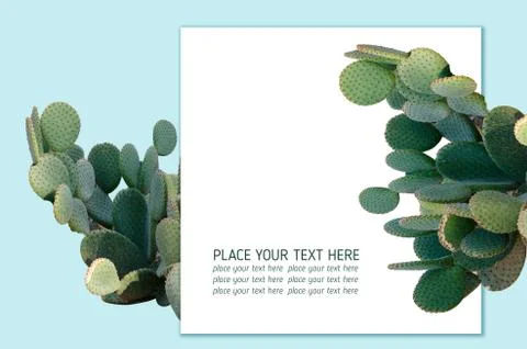 Opuntia cactus. Creative layout. Minimal style still life. Stock Photos