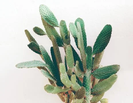 Opuntia cactus. Creative layout. Minimal style still life. Stock Photos