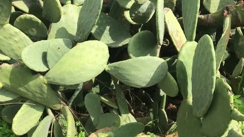 Opuntia cactus, fico d'india, panorama Stock Footage