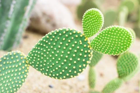 Opuntia cactus Stock Photos