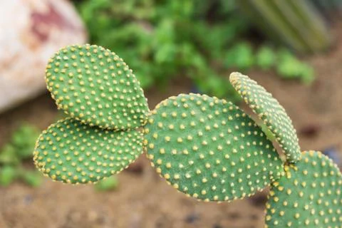 Opuntia cactus Stock Photos