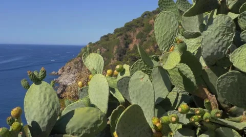 Opuntia cactus in Spain Video stock 68221409
