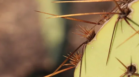 Opuntia Cactus Thorns Stock Footage 54766268