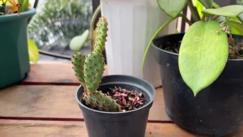 Opuntia cochenillifera Stock Footage 230939497