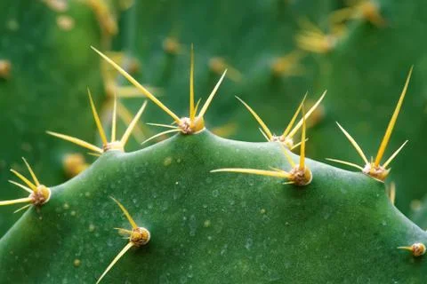 Opuntia dillenii Stock Photos