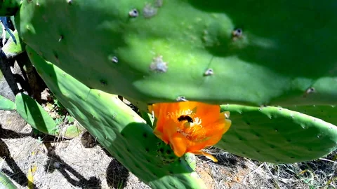 Opuntia ficus-indica Stock Footage 149098450