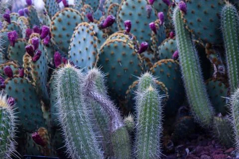 Opuntia macrocentra Stock Photos