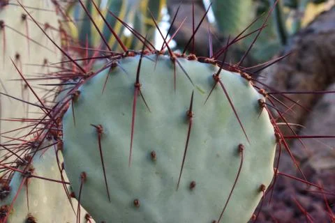 Opuntia macrocentra Stock Photos