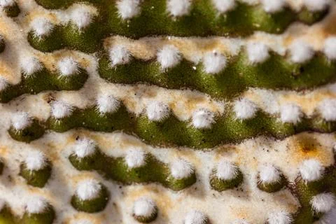 Opuntia Stock Photos