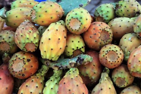 Opuntia Stock Photos