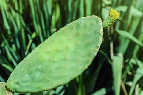 Opuntia Stock Photos
