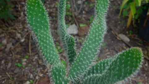 Opuntia senilis old man s head cactus a species native to Mexico Stock Footage 280219085
