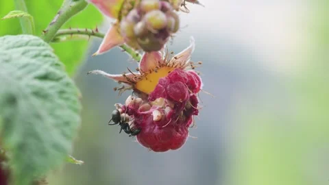 OQ ant eats lampoon Stock Footage 325495402