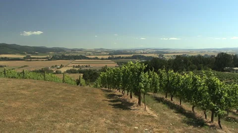 OR vineyard 6 Subclip Video stock 986300
