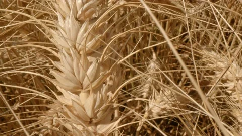 Oraganic wheat Stock Footage 171559007
