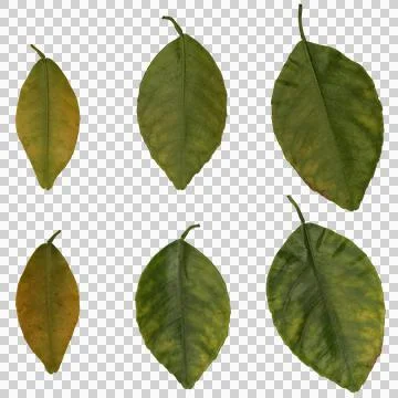 Orage leaves Stock Photos